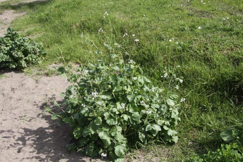 Wild radish